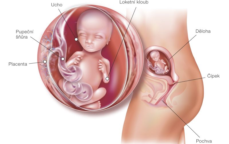 Fotografie (17. týždeň tehotenstva: Vývoj plodu a tehotenské zmeny)